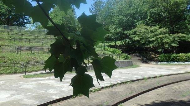 🌿 오사카 공립대학 부속 식물원 (오사카 코리츠다이가쿠 후조쿠 쇼쿠부츠엔) 이미지 8